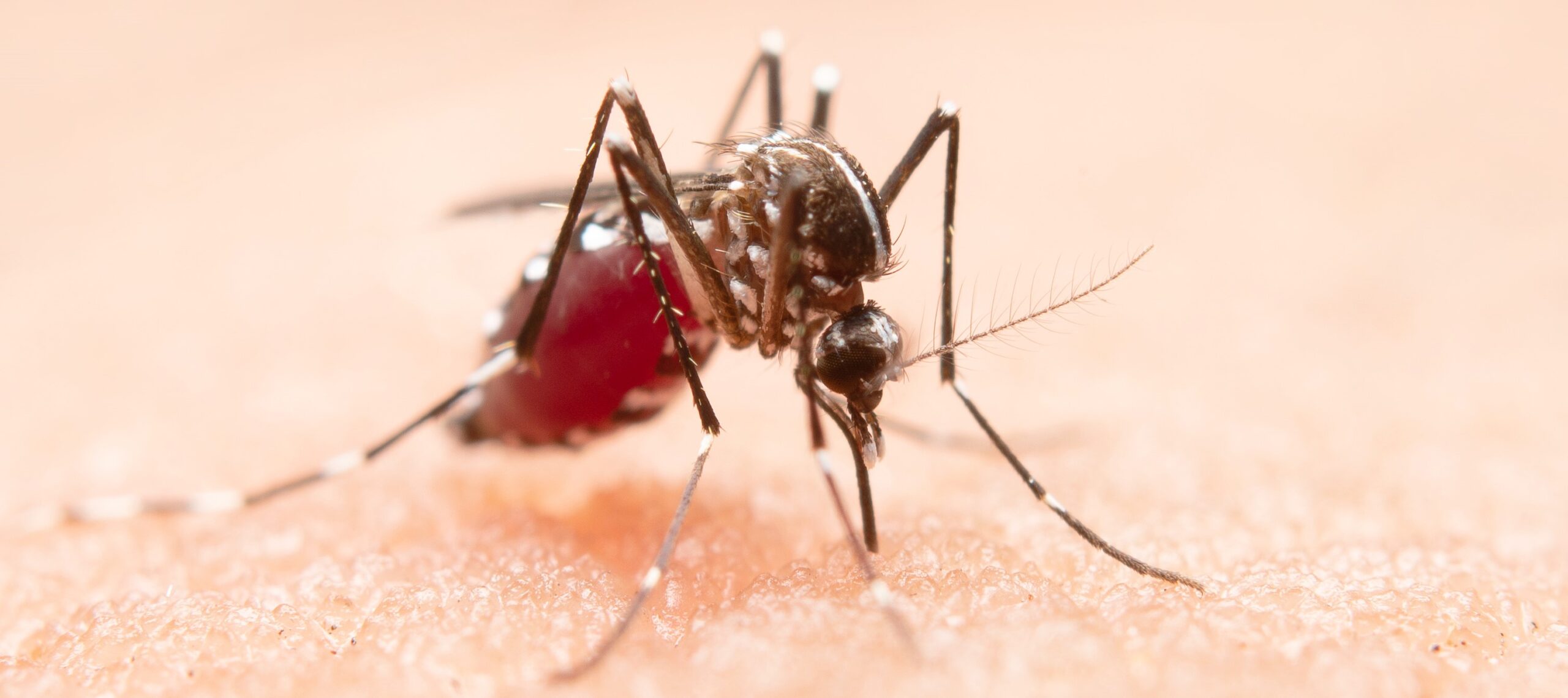 Dengue and Severe Dengue